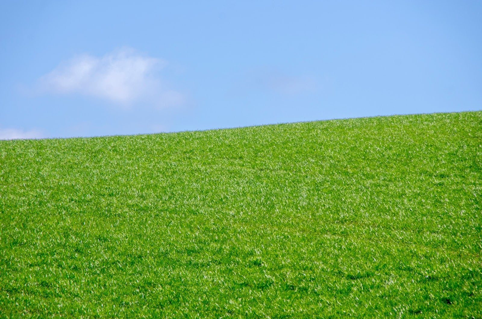 green grass field under blue sky during daytime
